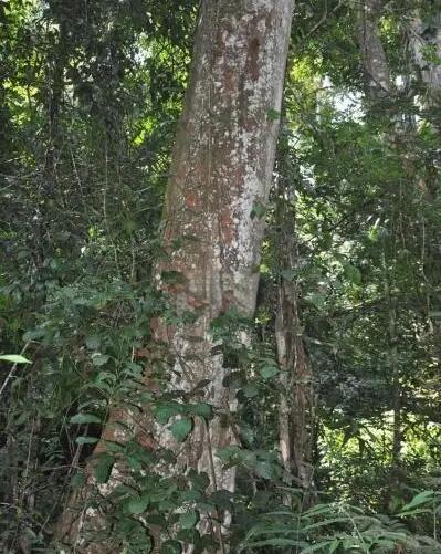 FB体育官方网站-喀麦隆对阵南苏丹，生长进攻技巧